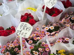 -桂林市花鸟市场