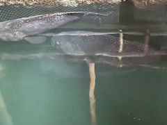 -蓝湾碧波·老字号·疍家非遗海上餐厅