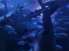 -成都浩海立方海洋公园