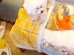 -PETKIT 小佩宠物·低压洗护·美容·寄养(安远店)