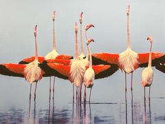 -罗红摄影艺术馆