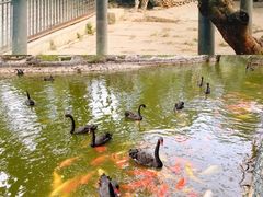 -深圳野生动物园