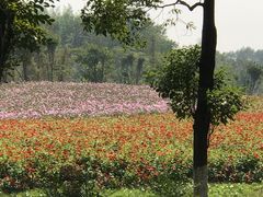 -杏花村文化旅游区