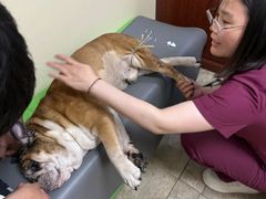 -美联众合动物医院·24h转诊中心