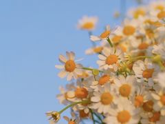 -广州柏悦酒店·悦景轩·粤菜餐厅