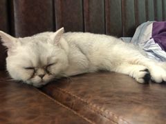 -猫小院猫主题餐厅(三里屯店)