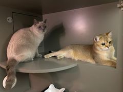 -猫大福·Fortune Cat猫舍(百子湾店)