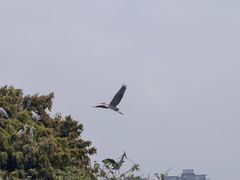 -海珠湖公园