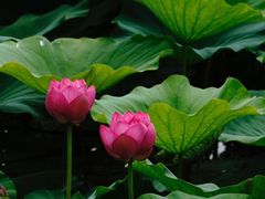 -荷塘月色湿地公园·向阳花洲