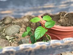-广州神农草堂中医药博物馆