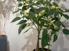 -十二舍·湯物素煮(江泰潤政店)