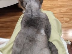 -MOCHA明星猫咖(田子坊店)