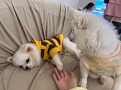 -怪兽屋·羊驼·猫咖·狗咖(俊华广场店)