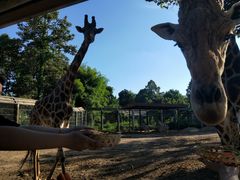 -清迈夜间动物园