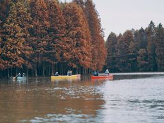 -上海海湾国家森林公园