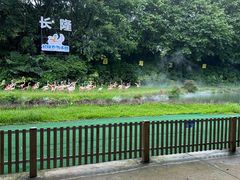 -广州长隆飞鸟乐园