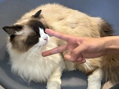 -平行世界·猫咖(首经贸店)