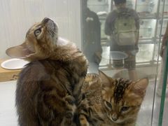 -新官园花鸟鱼虫市场(皖西大厦店)