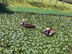 -苏州上方山国家森林公园