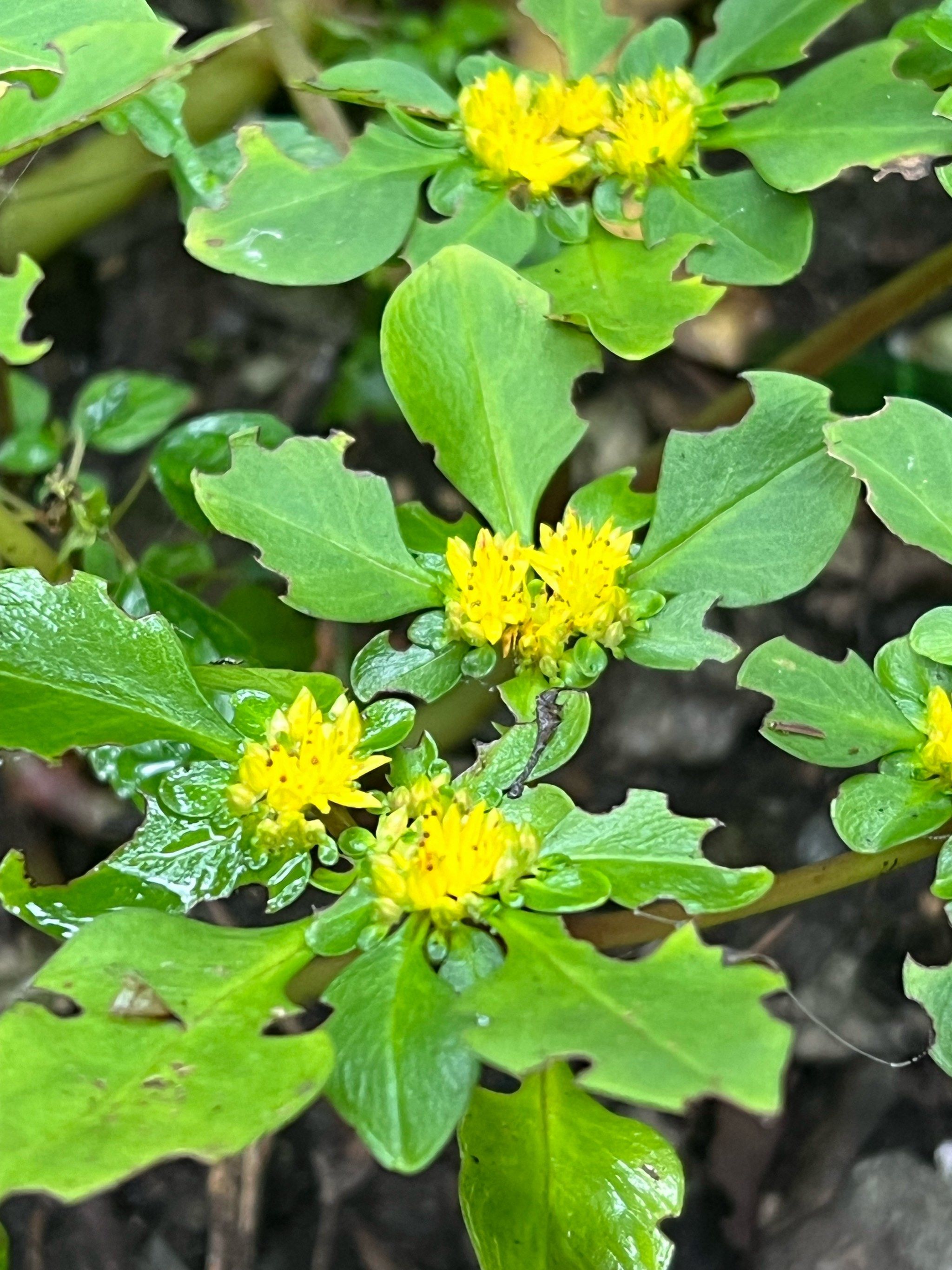植物治失眠～自然的力量