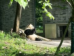 -都江堰中华大熊猫苑