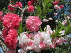 -南汇桃花村