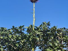 -墨尔本皇家植物园