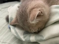 -艾贝尔宠物医院·24H转诊中心·肿瘤猫专科(江宁双龙店)