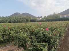 -亚龙湾国际玫瑰谷