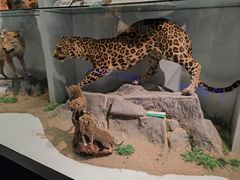 -国家自然博物馆