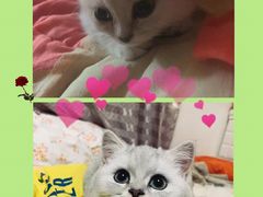 -米苏动物医院·犬猫专科·骨科外科内窥镜