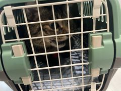 -喜多萌中农锦绣动物医院24H·猫科·牙科MRI·CT