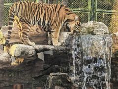 -上海野生动物园老虎餐厅