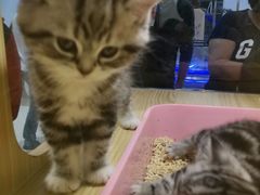 -屋虎猫馆(宝安大仟里店)