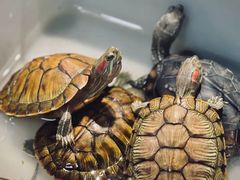 -青石桥花鸟鱼虫市场(叠翠城店)