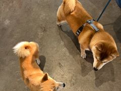 -HALO SOUL COFFEE·咖啡·甜品·简餐(嘉年华海信广场店)