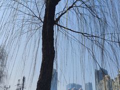 -西北湖绿化广场