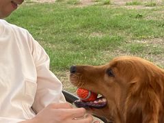 -趣多多宠物公园·宠物训犬学校·宠物寄养