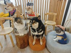 -柴迷FANS CLUB·柴犬狗咖·猫咖