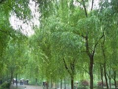 -柳浪闻莺公园
