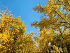 -三里屯东五街银杏大道