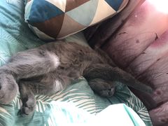 -猫大福·Fortune Cat猫舍(百子湾店)