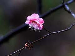 -上海吴淞炮台湾国家湿地公园