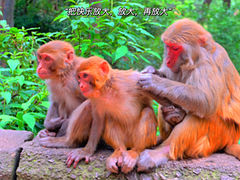 -黔灵山公园