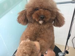-圣宠动物医院·犬猫专科·影像中心·外科中心