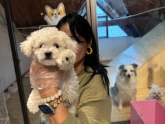 -翊宠yipet猫狗购宠庄园犬舍•猫舍