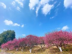 -武汉园博园(武汉自然博物馆)
