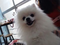 -汪说·狗咖(旺城大厦店)