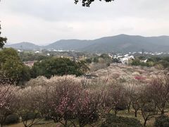 -香雪海