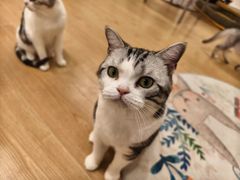 -有喵·猫咖·狗咖·30几只猫10只小狗(岗厦店)